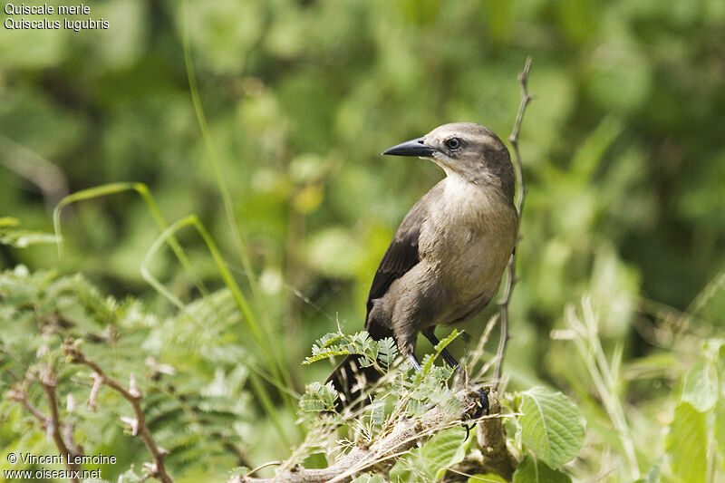 Carib Grackle female adult