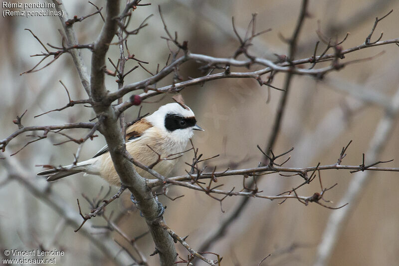 Eurasian Penduline Tit