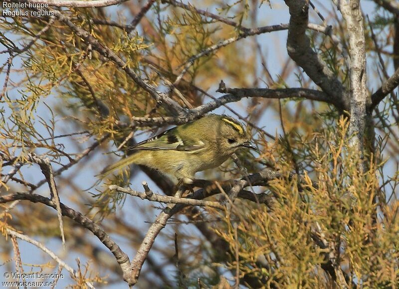 Goldcrest