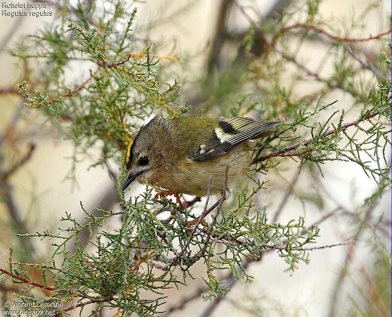 Goldcrest