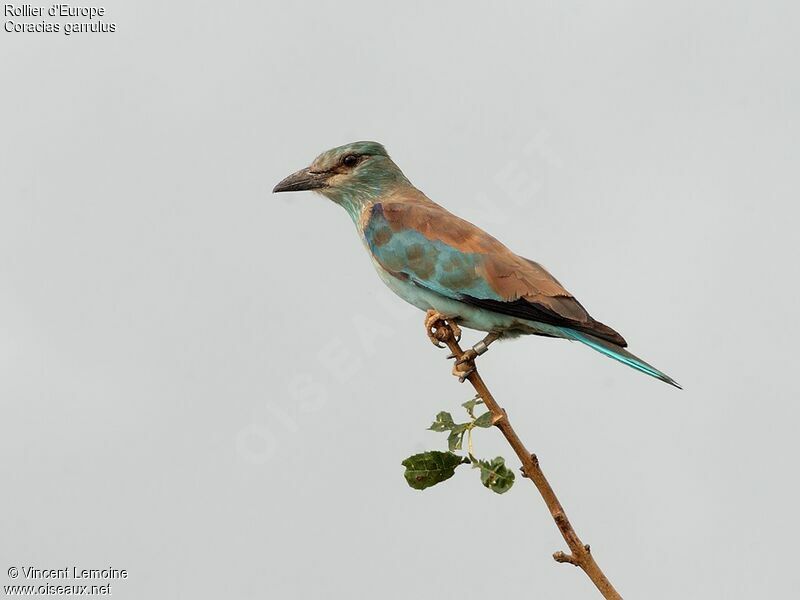 European Roller, identification