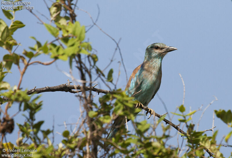 European Roller