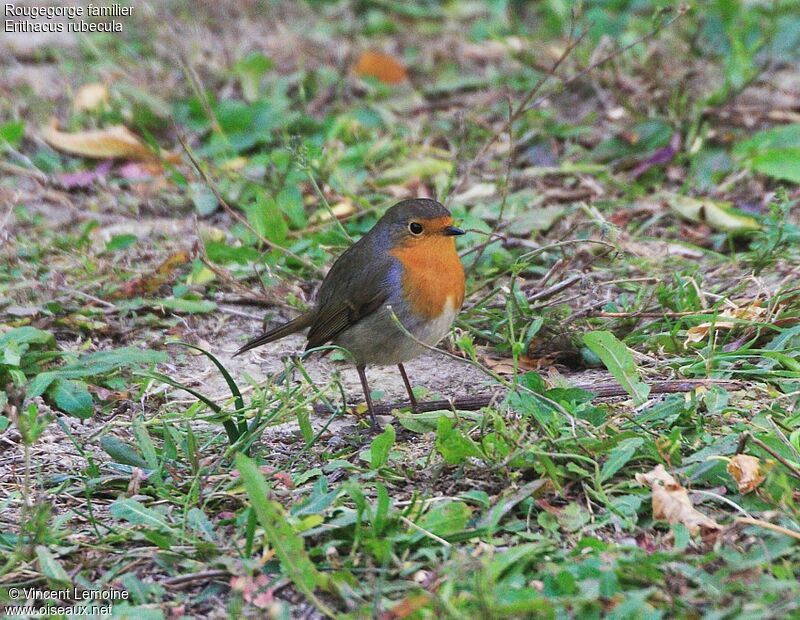 European Robin