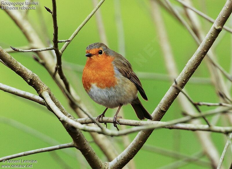 European Robin