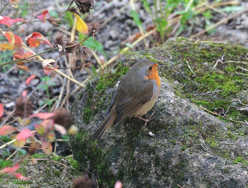 European Robinadult