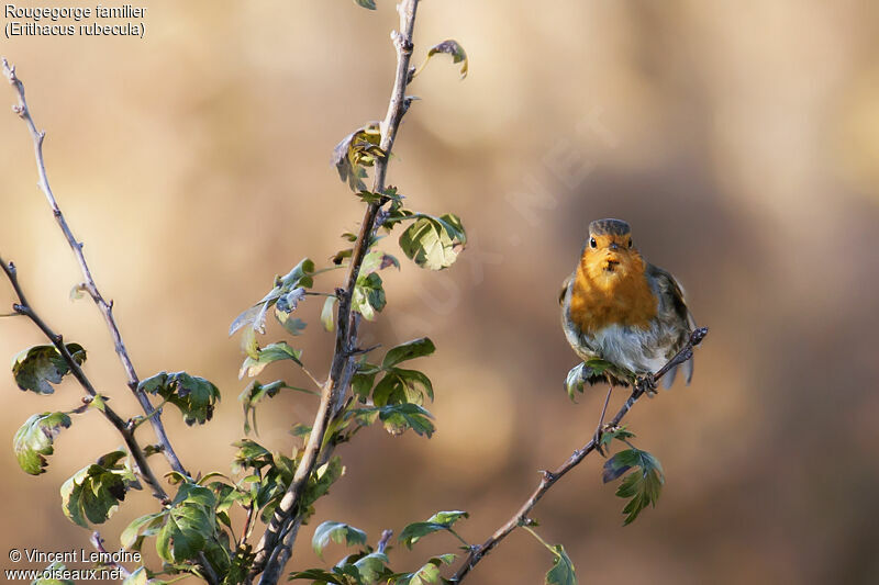 European Robin