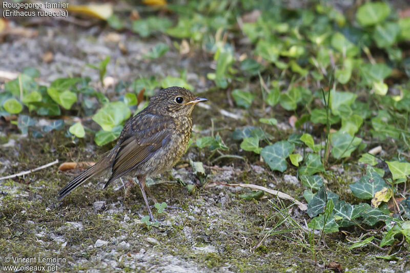 European Robinjuvenile, identification, close-up portrait