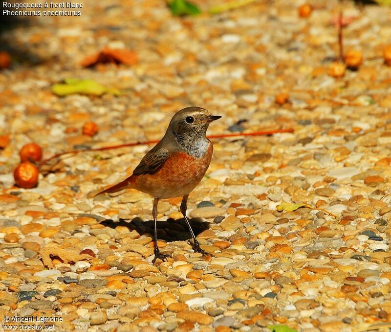 Common Redstart male First year