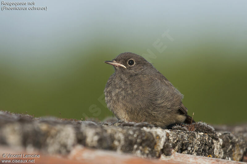 Black Redstartjuvenile