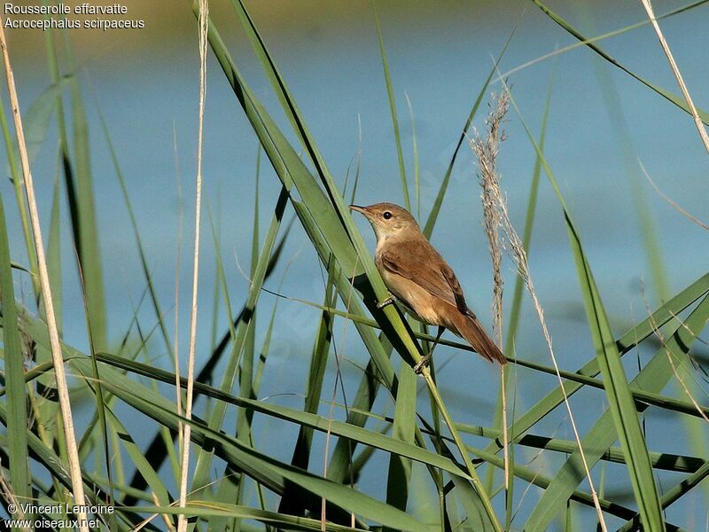 Common Reed Warblerjuvenile