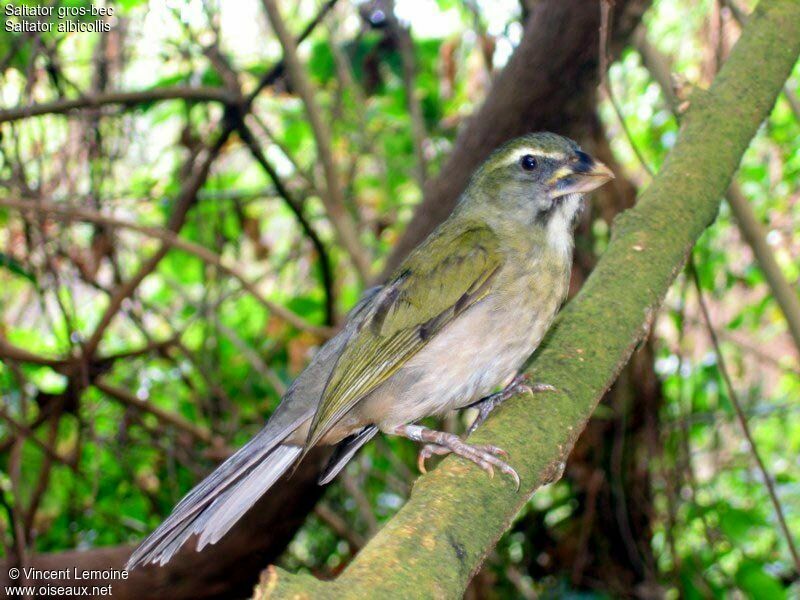 Saltator gros-becadulte