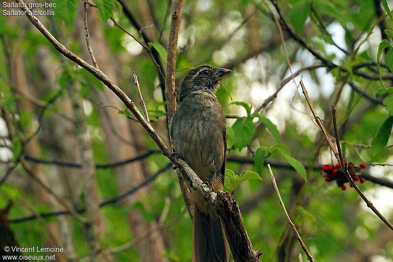 Lesser Antillean Saltatoradult