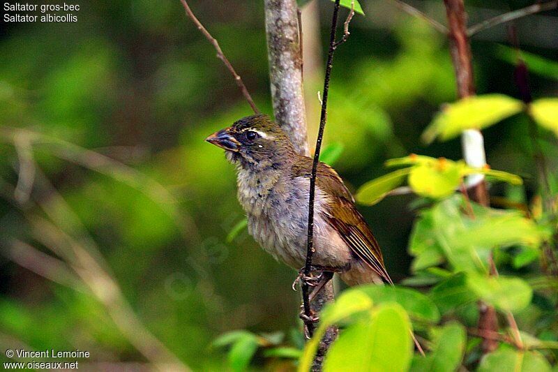 Lesser Antillean Saltator