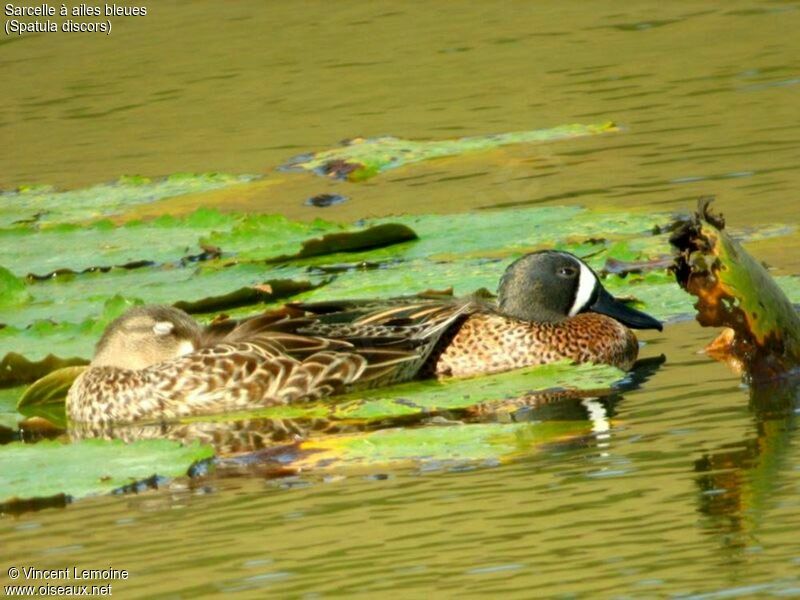 Blue-winged Teal