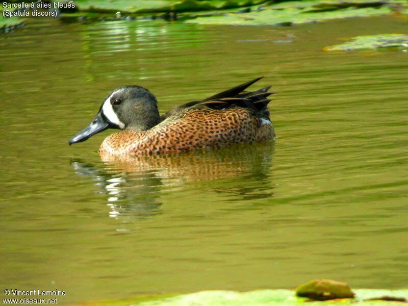 Sarcelle à ailes bleues mâle