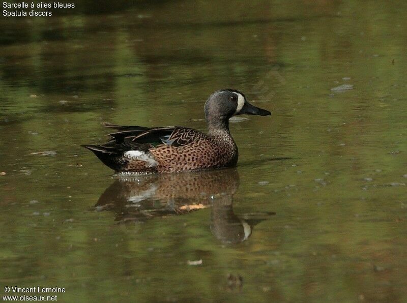 Blue-winged Teal male adult breeding