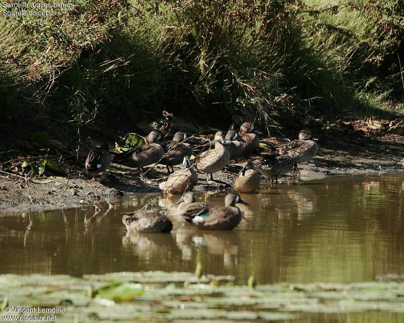 Blue-winged Teal