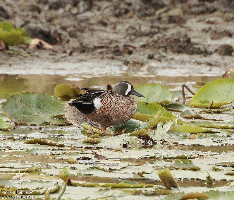 Blue-winged Teal male adult breeding, habitat, pigmentation