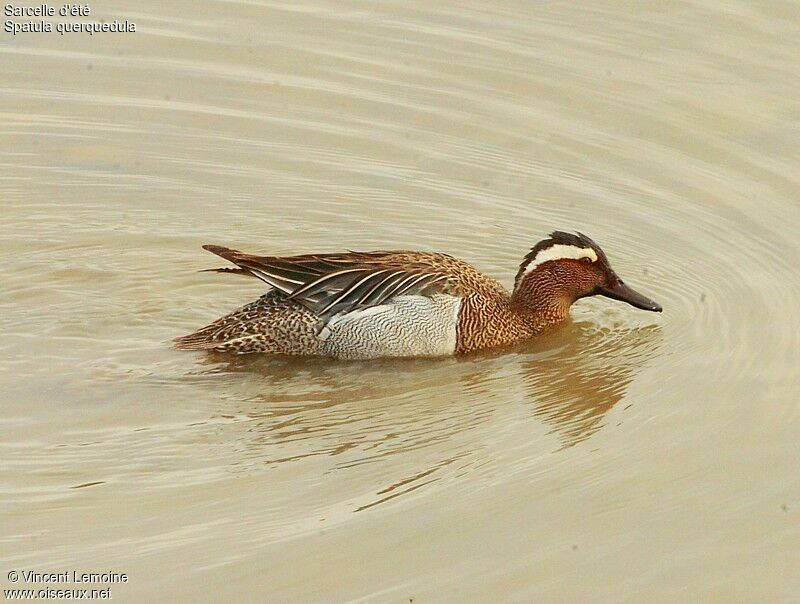 Garganey male adult breeding