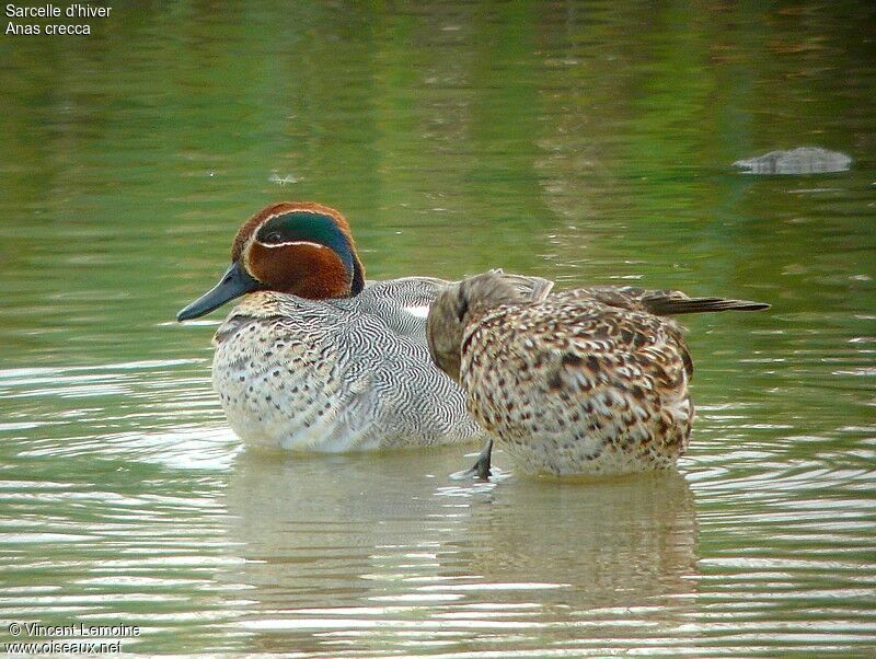 Eurasian Teal 