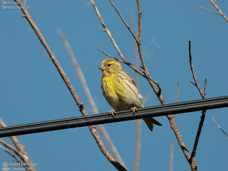 European Serin