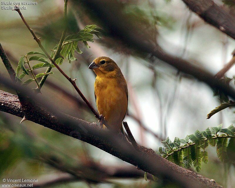 Grassland Yellow Finch