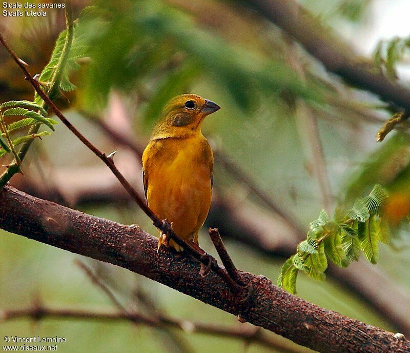 Grassland Yellow Finch