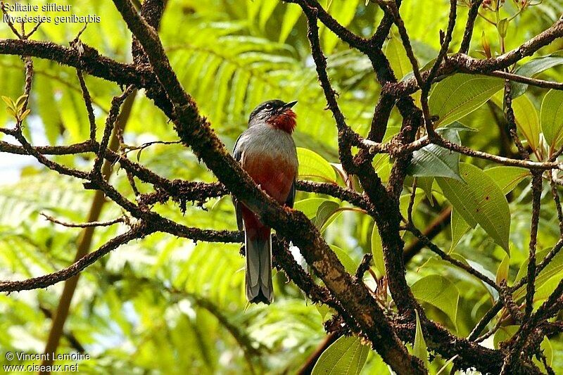 Rufous-throated Solitaire