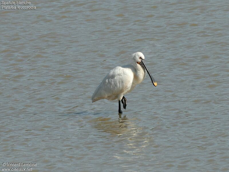 Eurasian Spoonbill, identification