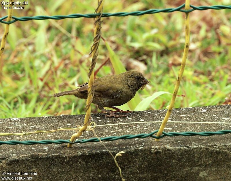 Black-faced Grassquit female adult