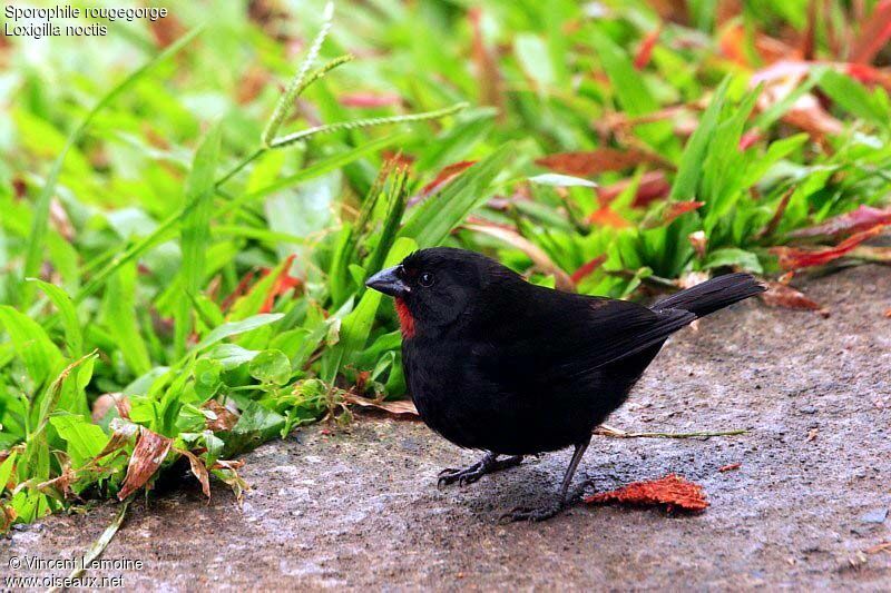 Lesser Antillean Bullfinch male adult