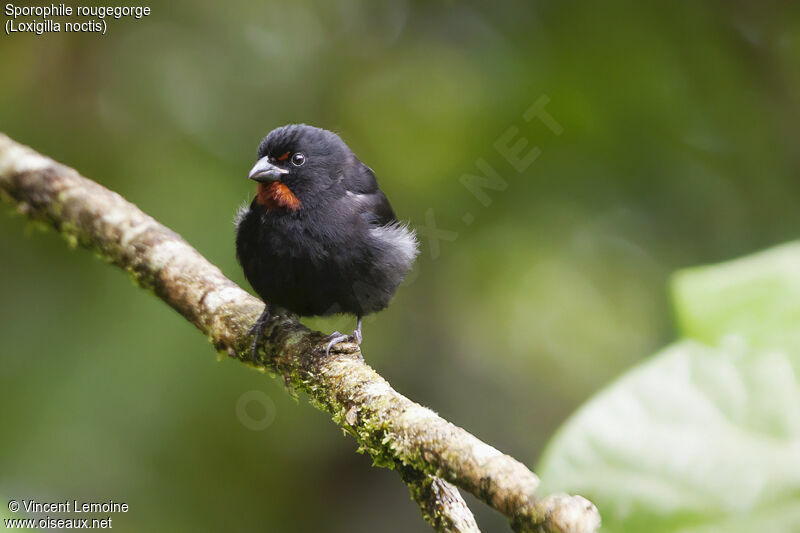 Lesser Antillean Bullfinch male adult