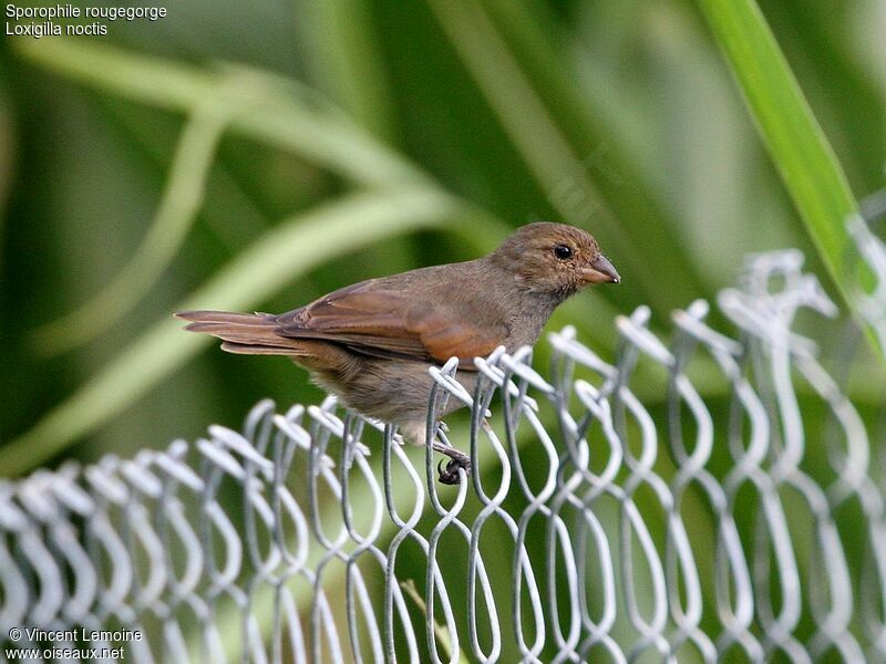 Sporophile rougegorge femelle adulte