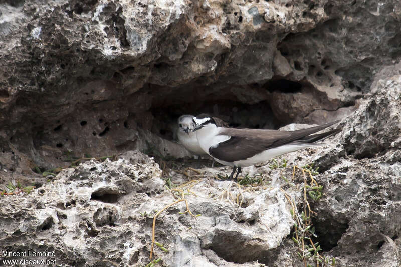 Sterne bridée, habitat, Nidification