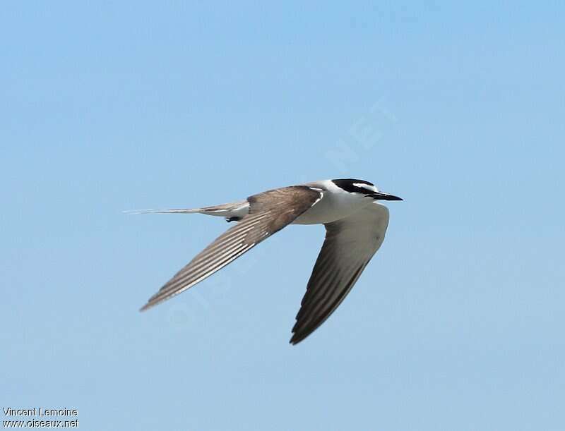 Bridled Ternadult, Flight