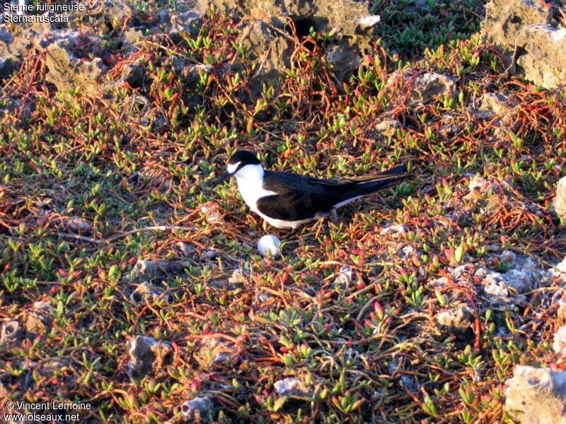 Sooty Ternadult breeding, Reproduction-nesting