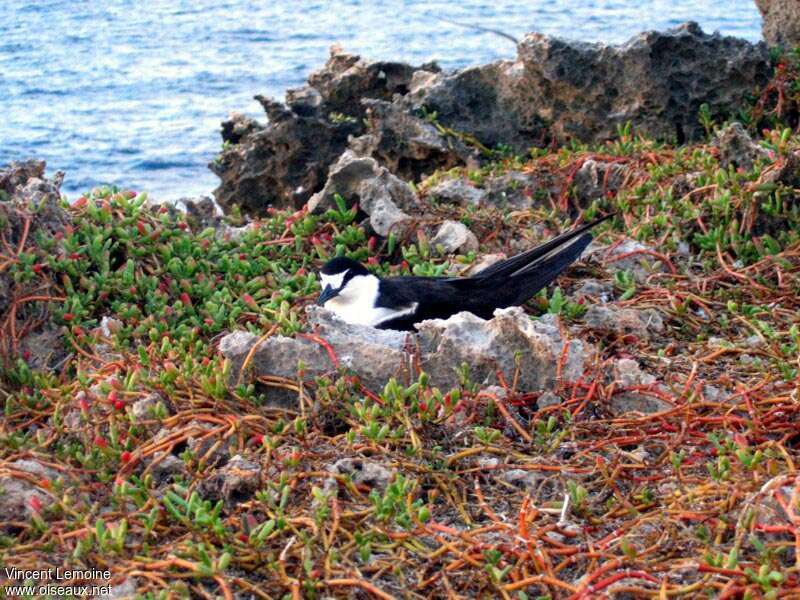 Sooty Ternadult breeding, Reproduction-nesting