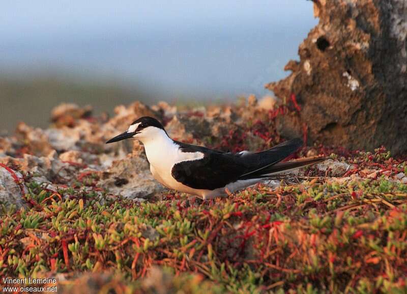 Sooty Ternadult breeding, identification