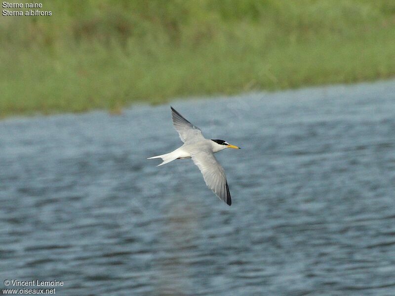 Little Ternadult breeding, Flight