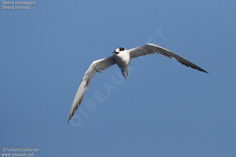 Common Ternadult post breeding, Flight