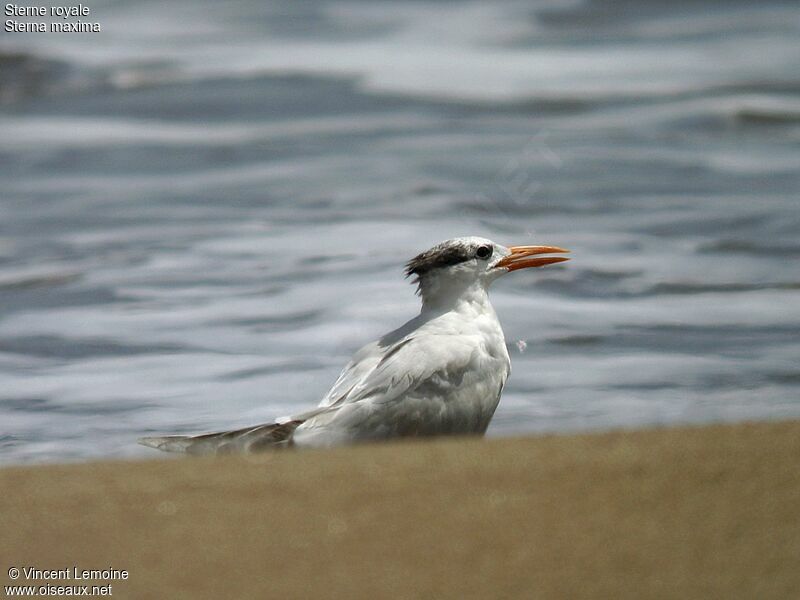 Royal Tern