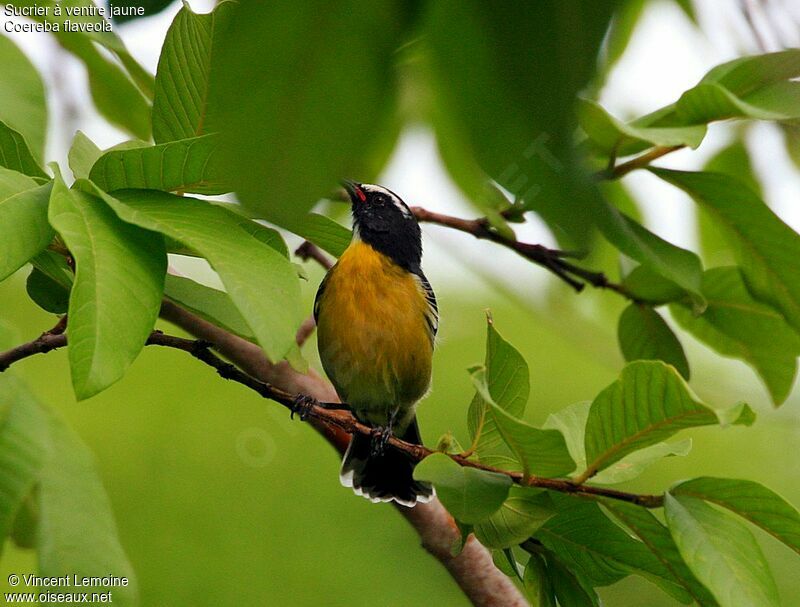 Bananaquitadult