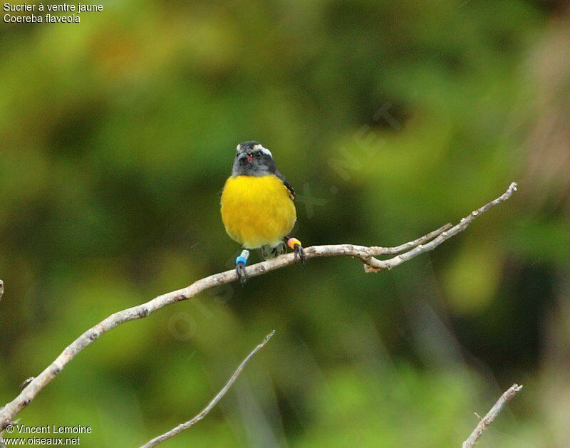 Bananaquitadult