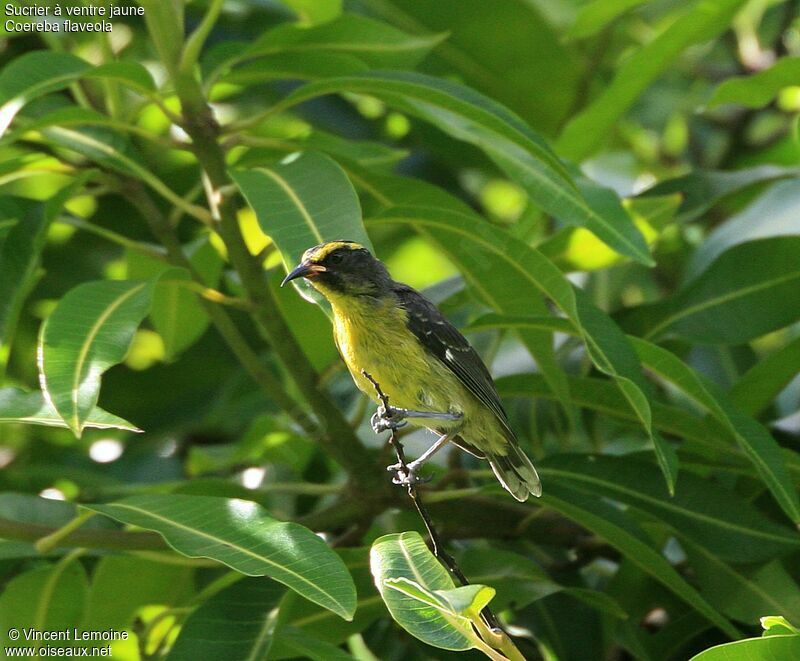 Bananaquitjuvenile