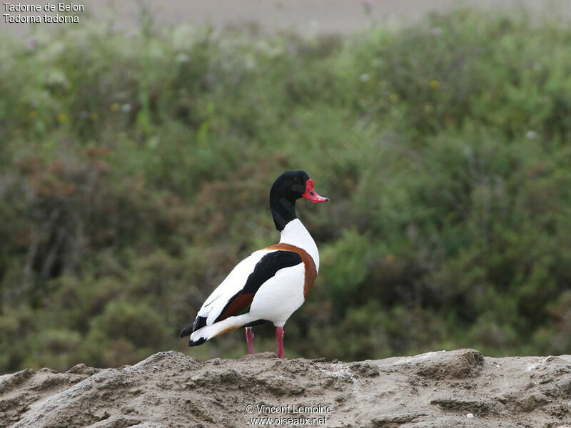 Common Shelduck male adult