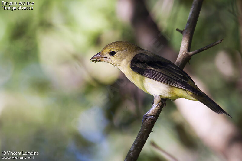 Scarlet Tanager