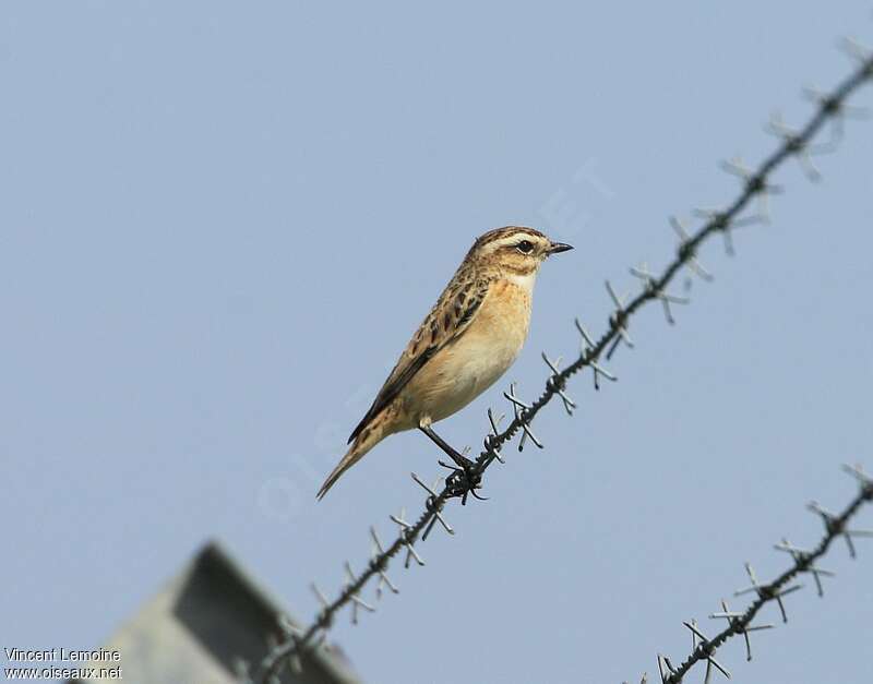 Whinchat female adult, identification