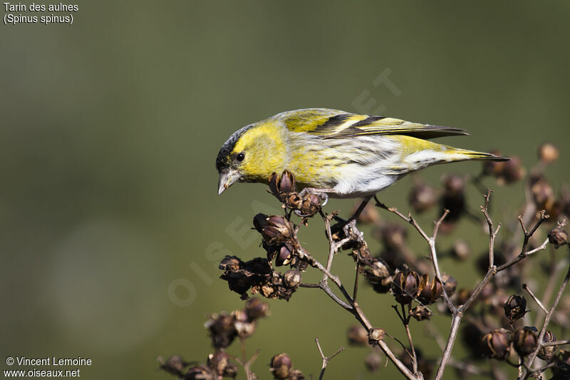 Eurasian Siskin male