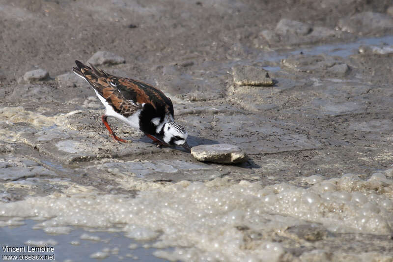 Ruddy Turnstone male adult breeding, eats, Behaviour