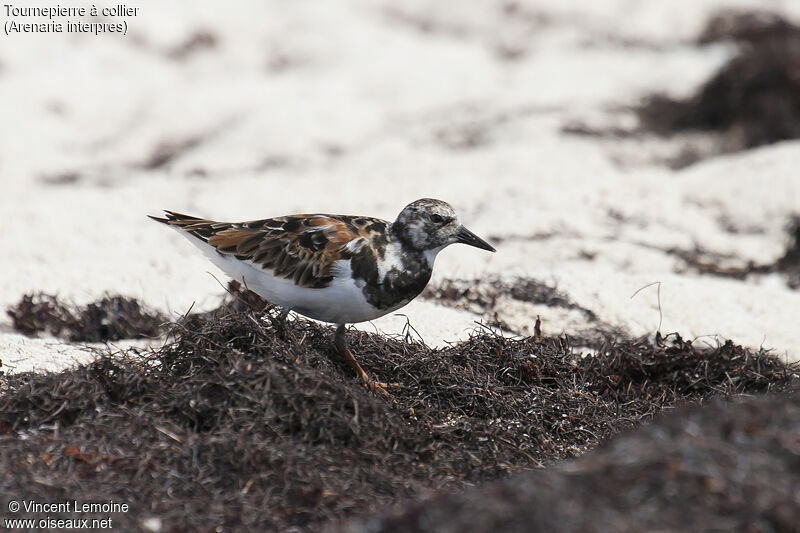 Ruddy Turnstone